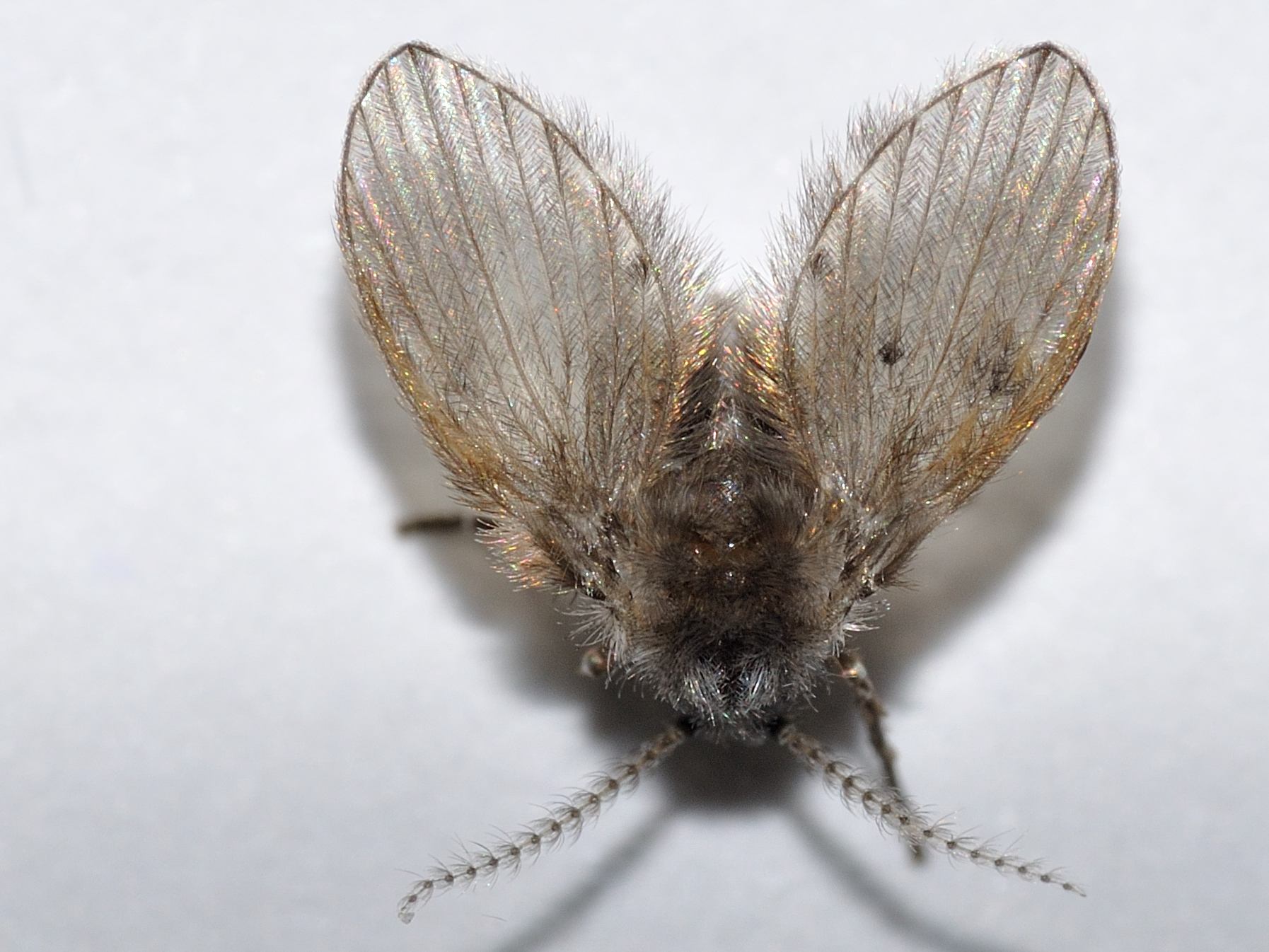 Insetti simili mosche in bagno.. cosa sono? Psychodidae